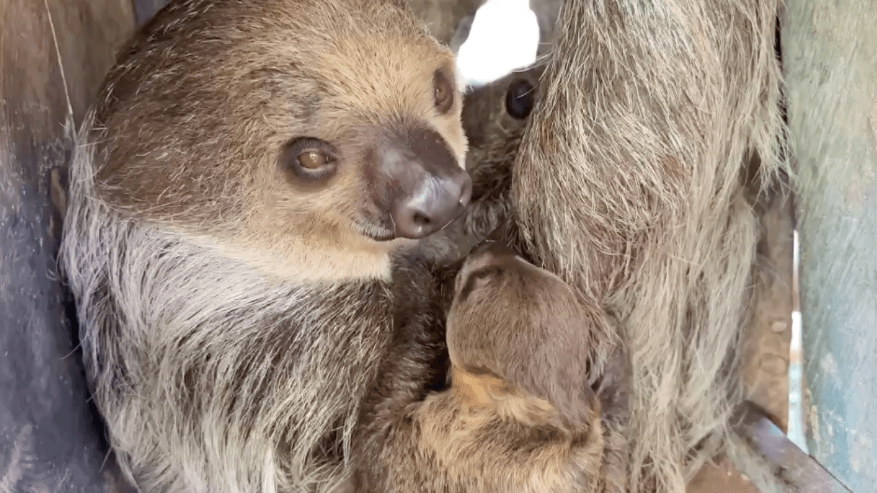 สวนสัตว์เขาเขียว เปิดตัวสมาชิกใหม่ "ลูกสลอธสองนิ้ว" ทายาท "คุณปู่แฟลช-เอลซ่า"