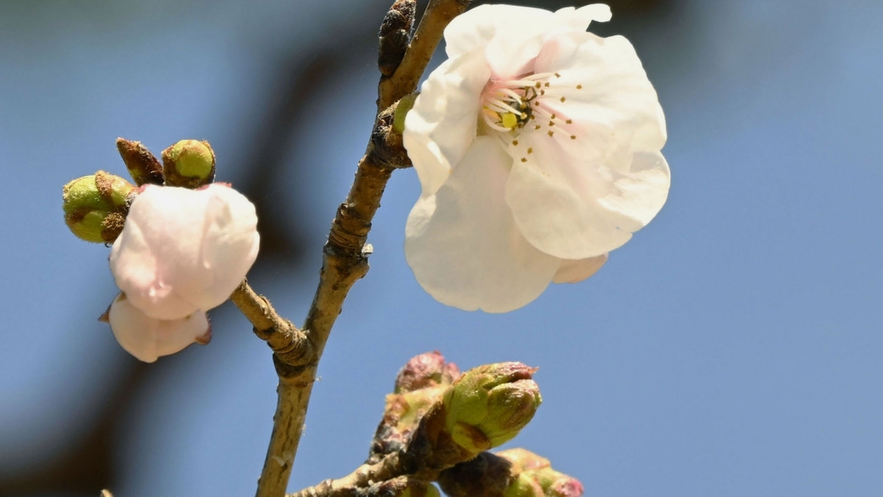 ญี่ปุ่นประกาศเริ่มต้นฤดูชมดอกซากุระอย่างเป็นทางการแล้ว