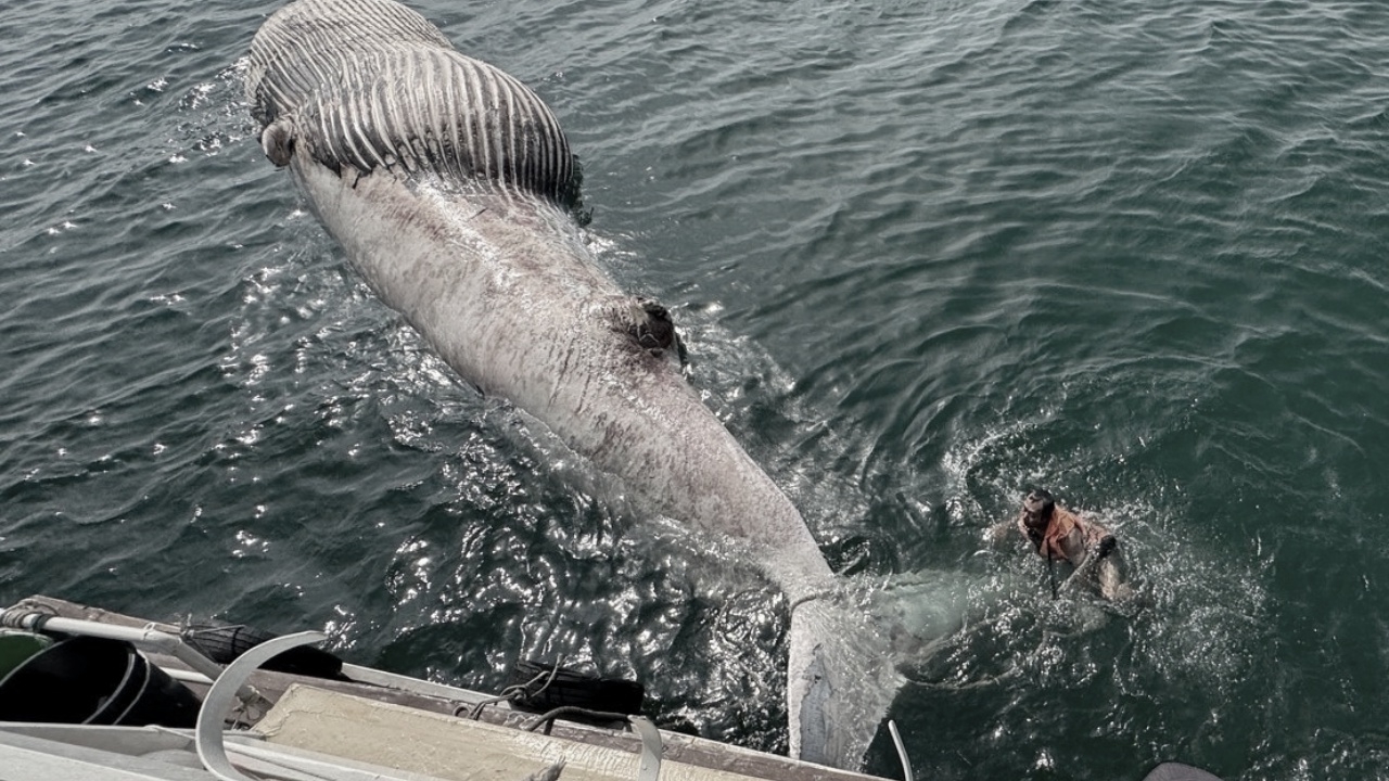เผยผลชันสูตร "วาฬบรูด้า" เกยตื้นที่ จ.สมุทรสาคร เสียชีวิตพร้อมลูกน้อยในท้อง
