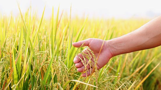 "แม่พระโพสพ" ศรัทธาหยั่งรากฝังลึก เชื่อบารมี พ้นความจนและวิกฤติ