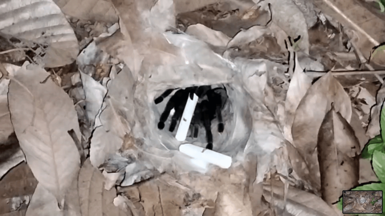 สายมูเข้าป่า ทำพิธีขอเลขเด็ดเสี่ยงทาย “นางพญาบึ้ง” แม่ลูกอ่อน ลุ้นโชคงวด 1/4/69