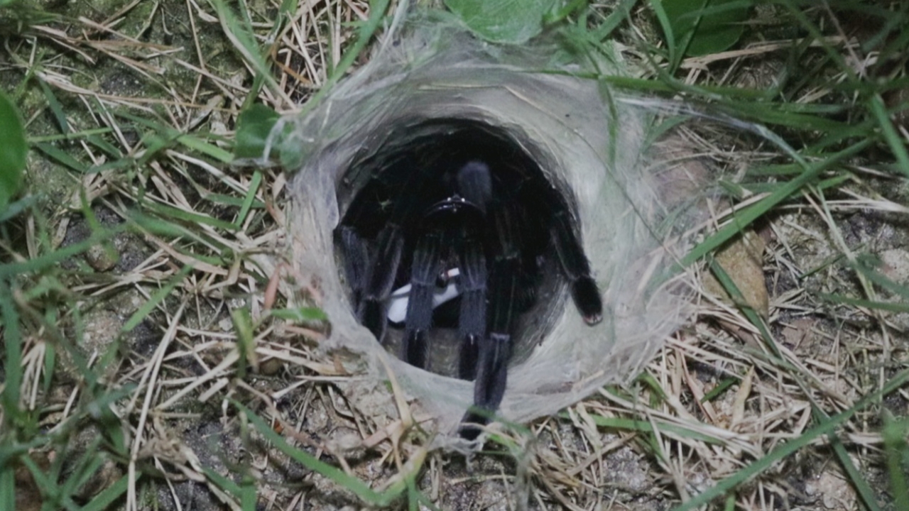 มาตามนัด คอหวยส่อง “เลขเด็ด” เสี่ยงทาย “พญาบึ้ง” อ่างทอง ลุ้นโชคงวด 1/4/69