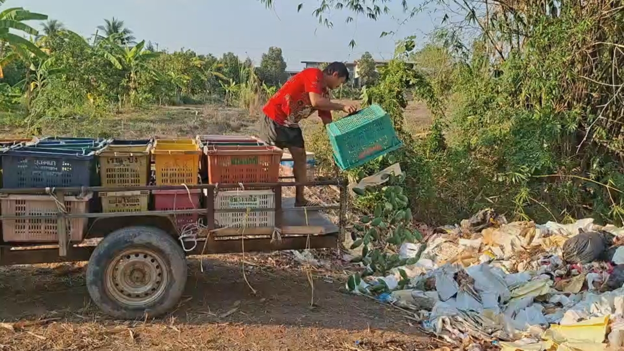 ชาวสวนพิจิตรน้ำตาตก มะม่วงเหลือกิโลละ 2 บาท น้ำมันขาด-รถไม่กล้ารับซื้อ