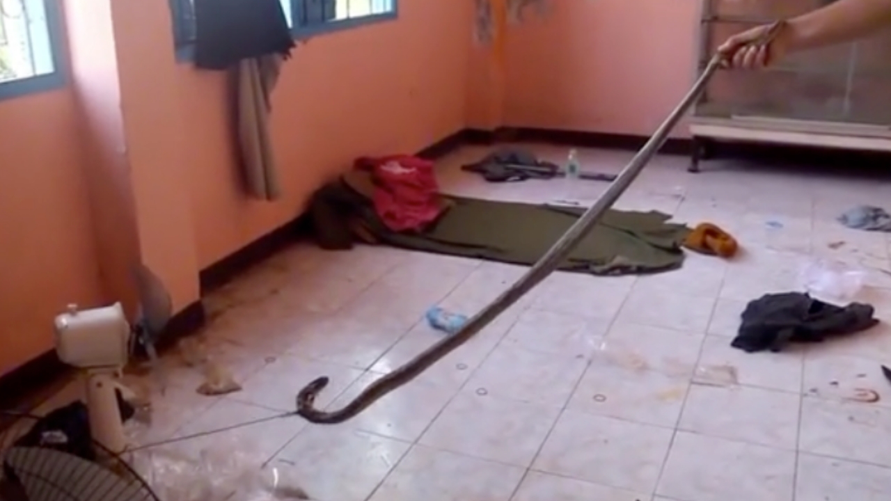 สลด หนุ่มใหญ่ถูก "งูเห่า" ฉก พยายามช่วยเหลือตัวเอง แต่สุดท้ายไม่รอด