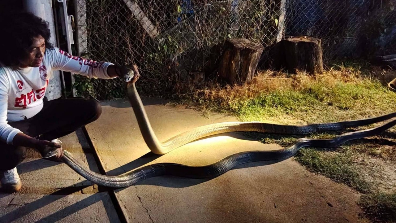 กู้ภัยขัดจังหวะ 2 งูจงอางยักษ์ พันกันเป็นเกลียว คอหวยไม่ลืมส่อง "เลขเด็ด"