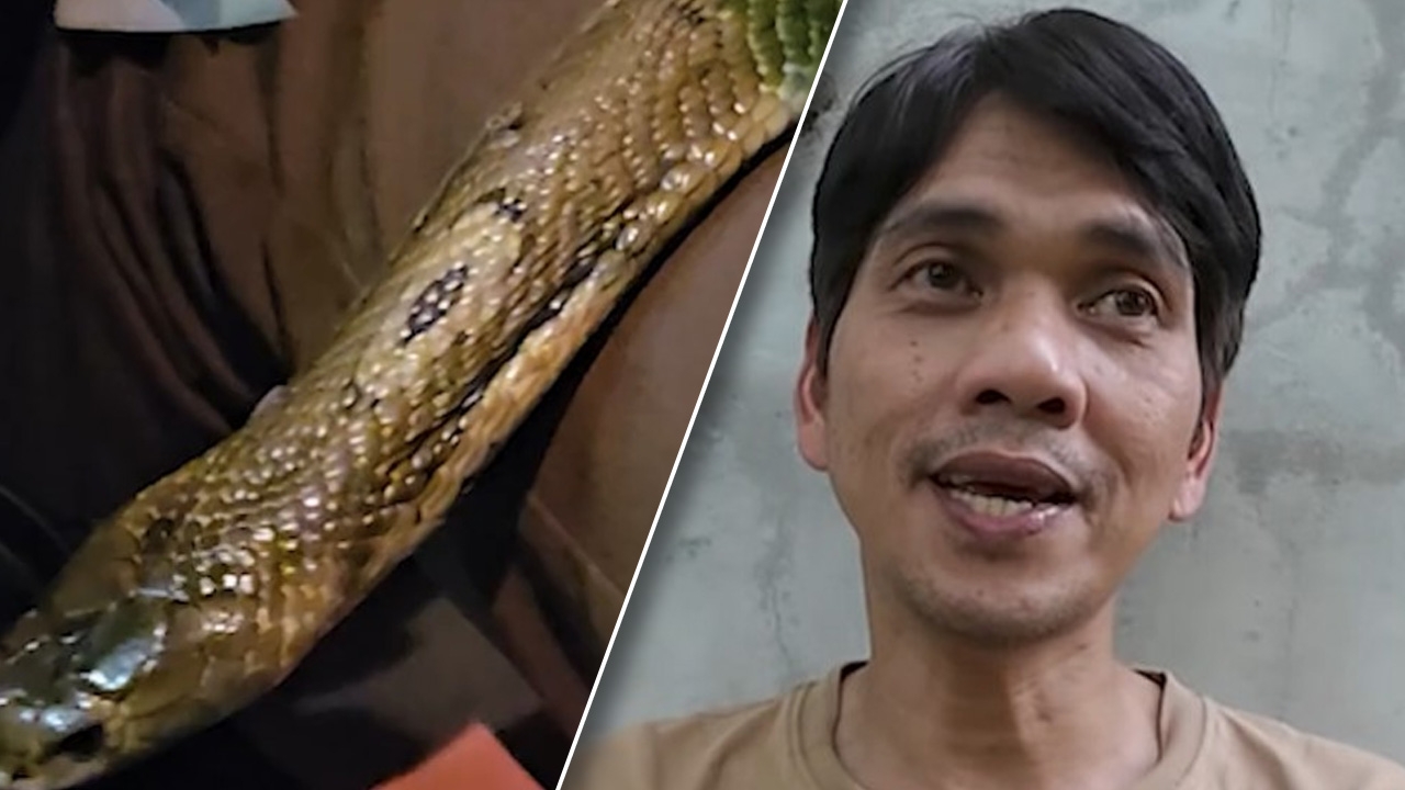 นิค อสรพิษวิทยา แจงดราม่าคลิปหวาดเสียว “งูเห่าหลุดบนรถ” ของจริงหรือคอนเทนต์?