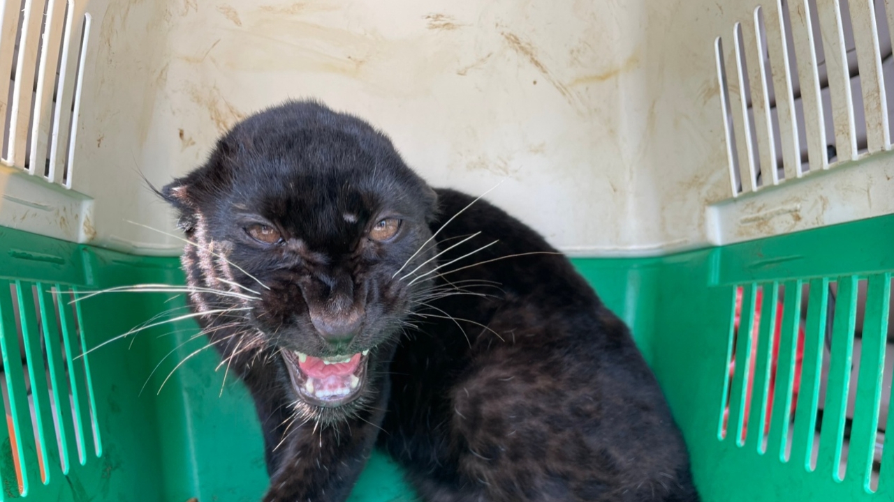 ทลายขบวนการค้าสัตว์ป่าข้ามชาติ รวบ 2 ชาวเมียนมา พร้อมลูกเสือดำ เตรียมส่งชเวโก๊กโก่