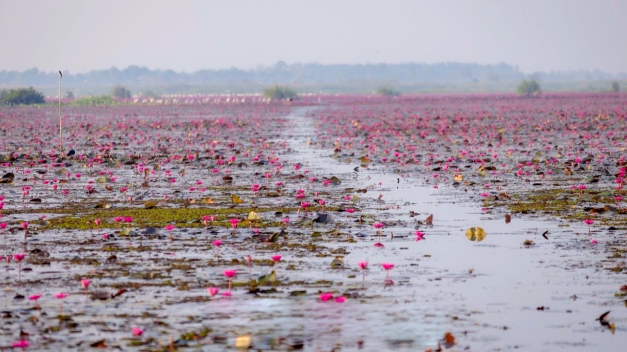 ชัยภูมิ เปิดงานเทศกาลท่องเที่ยวทุ่งบัวแดงบึงละหาน 2569 กระตุ้นการท่องเที่ยว