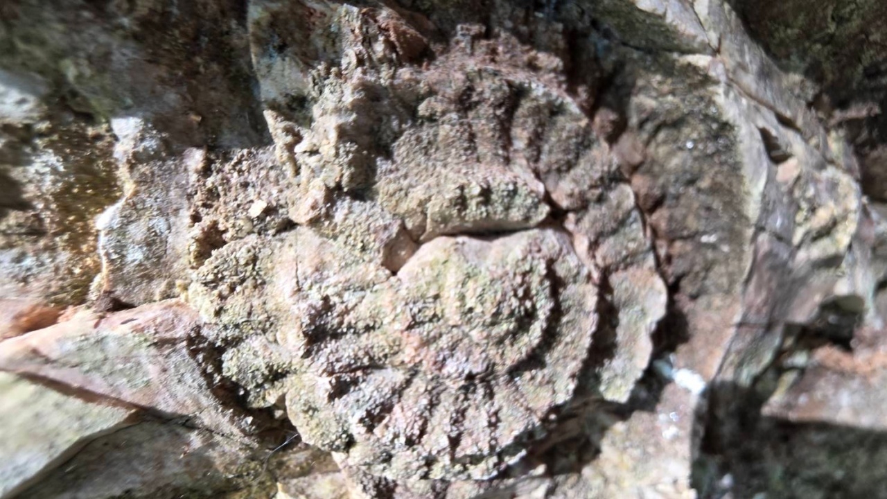 เร่งผลักดัน "ภูเขาทอง" จ.พัทลุง สู่แหล่งเรียนรู้ระดับโลก สร้างรายได้ให้ชุมชน