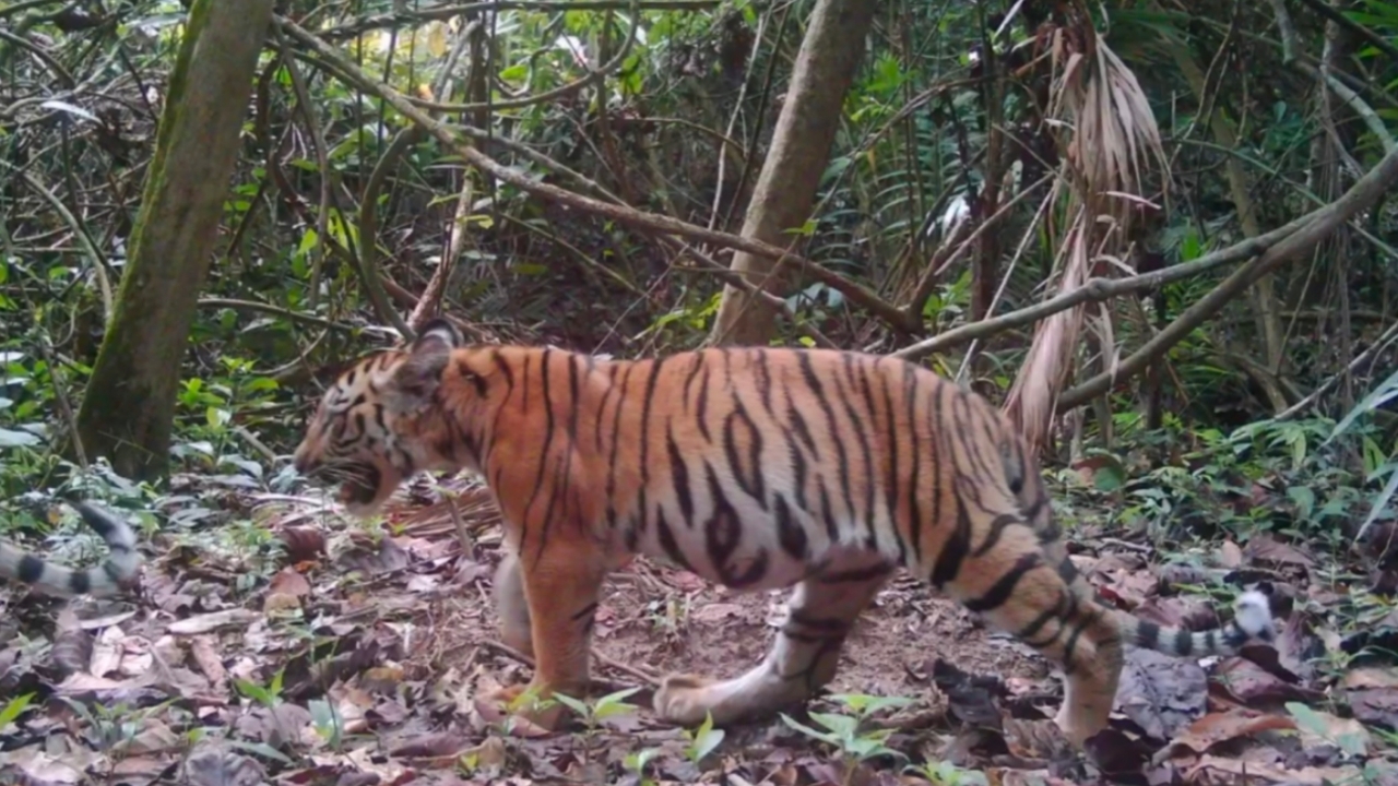 เปิดภาพครอบครัวเสือโคร่งแม่ทับลาน ลูกๆ โตขึ้นมาก พุงเต่งทุกตัว ตอกย้ำความอุดมสมบูรณ์ของป่า