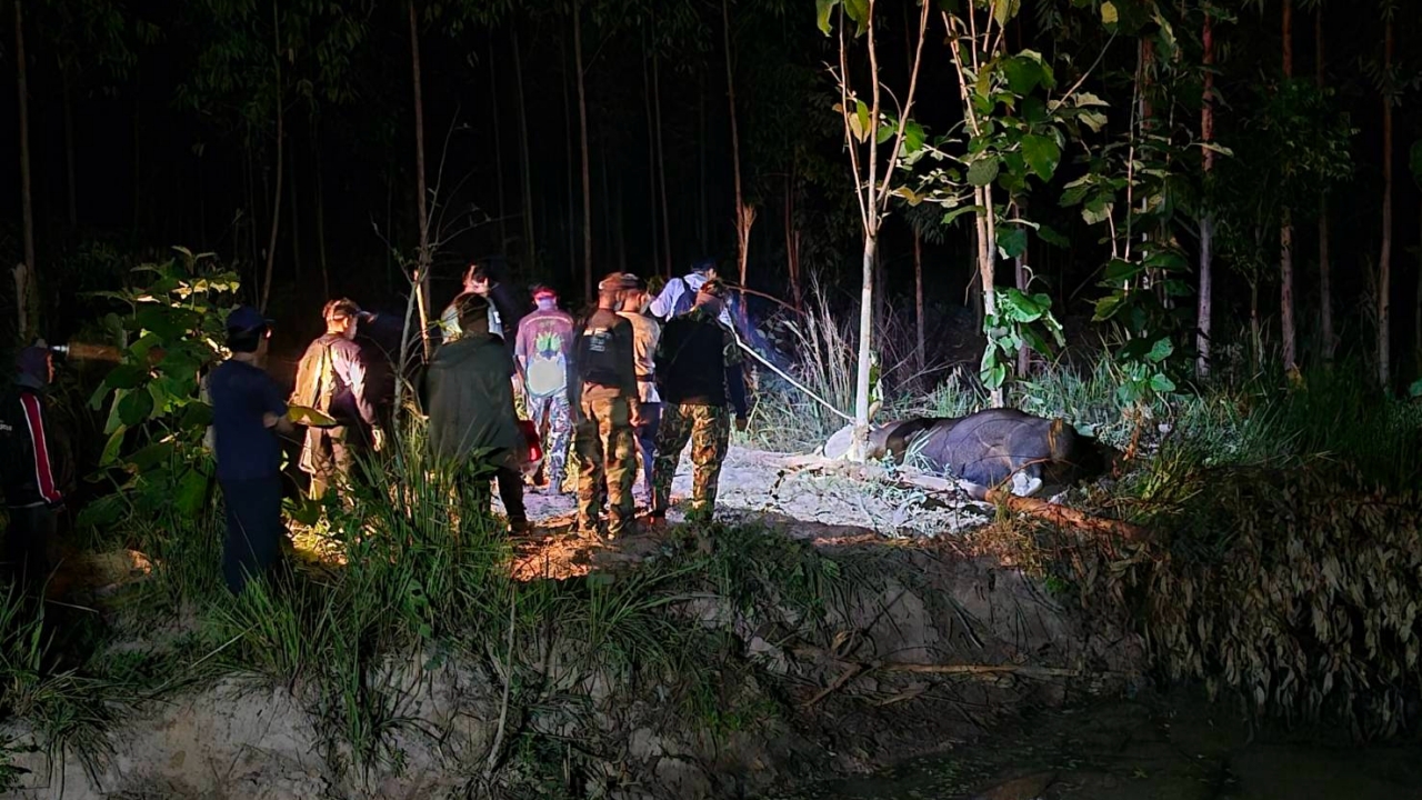 สะเทือนใจ ช้างป่าพยายามช่วยกระทิงติดบ่วง จนท.เร่งยื้อชีวิต สุดท้ายสิ้นใจตาย