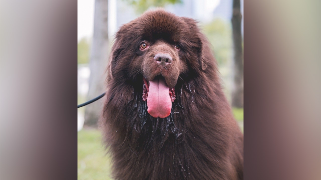 กลับดาวหมา “ฟีนิกซ์” น้องหมาไปรษณีย์ เพจ“นินจาแอนด์เดอะแก๊ง”