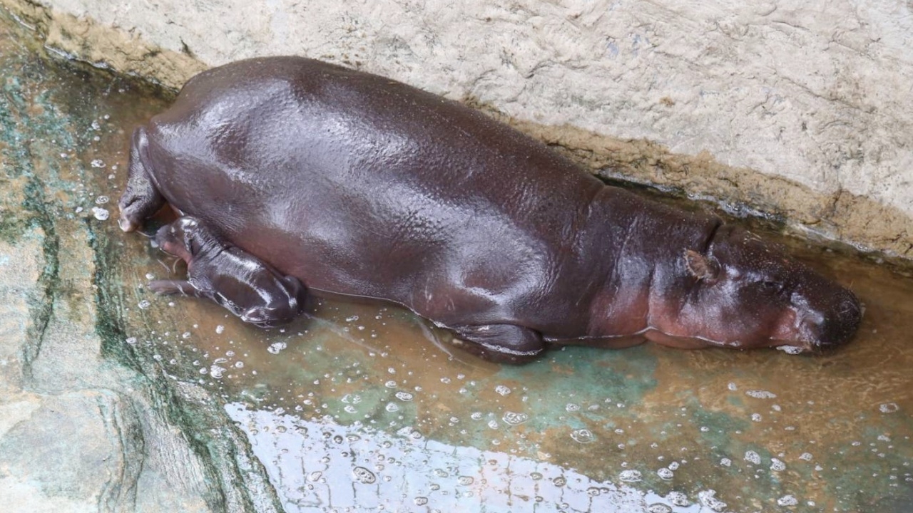 สวนสัตว์โคราช เผยภาพสมาชิกใหม่ “ลูกฮิปโปแคระ” เป็นสาวน้อยน่ารัก หลานหมูเด้ง
