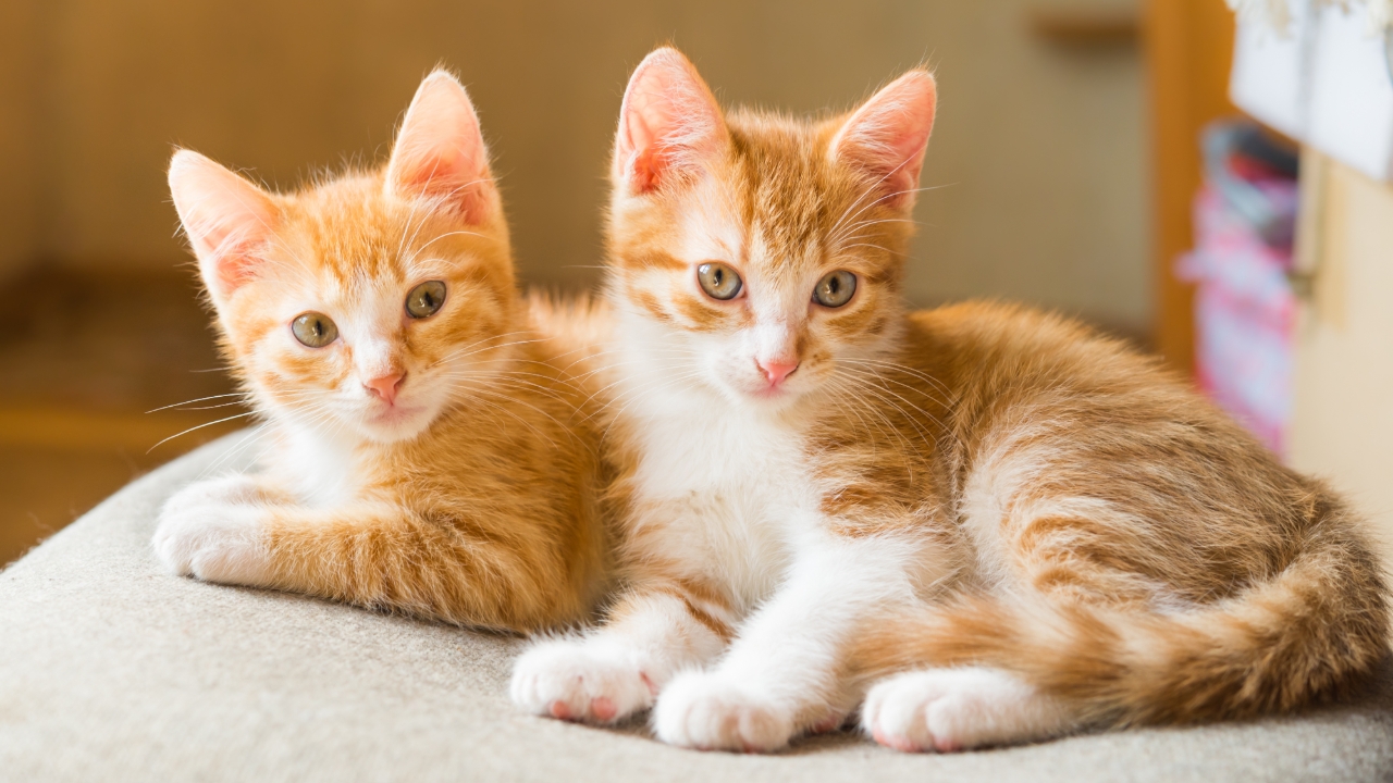 ชวนเล่น "เกิดใหม่เป็นแมว" แบบทดสอบสุดไวรัล คุณเป็นแมวสายพันธุ์อะไร