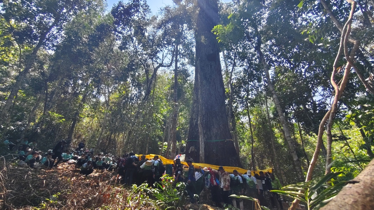 ส่องเลขเด็ด 16/4/69 พิธีบวงสรวง "ต้นตะเคียนทองยักษ์พันปี" กลางป่าอุทยานฯ ทับลาน