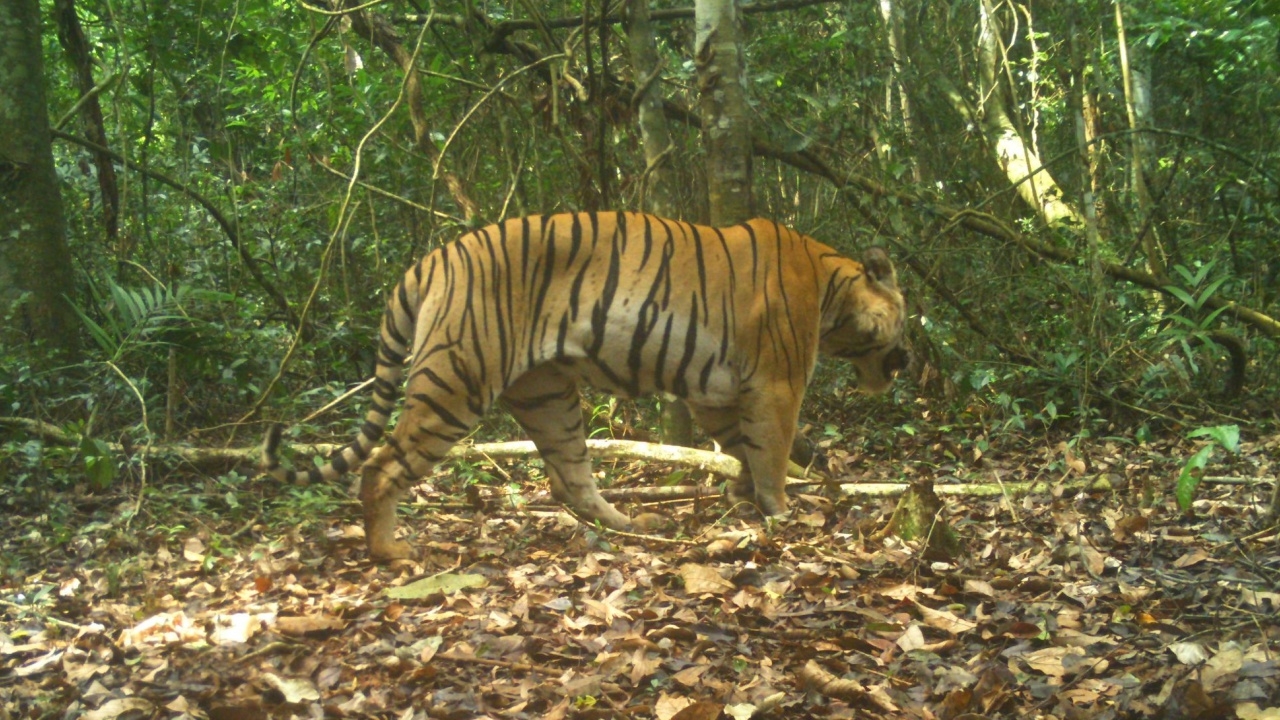 "ศรีโกสา" เสือโคร่งตัวสำคัญของฐานข้อมูลประชากร "ดงพญาเย็น-เขาใหญ่" สิ้นใจแล้ว