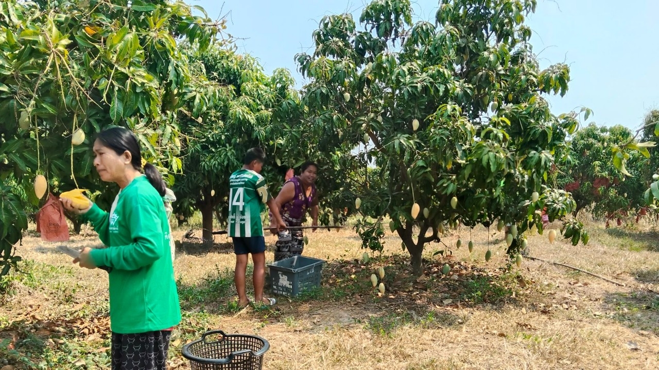 ชาวสวน “มะม่วงน้ำดอกไม้สีทอง” ประกาศขาย กิโลละ 2 บาท ดีกว่าปล่อยให้หล่นจากต้น