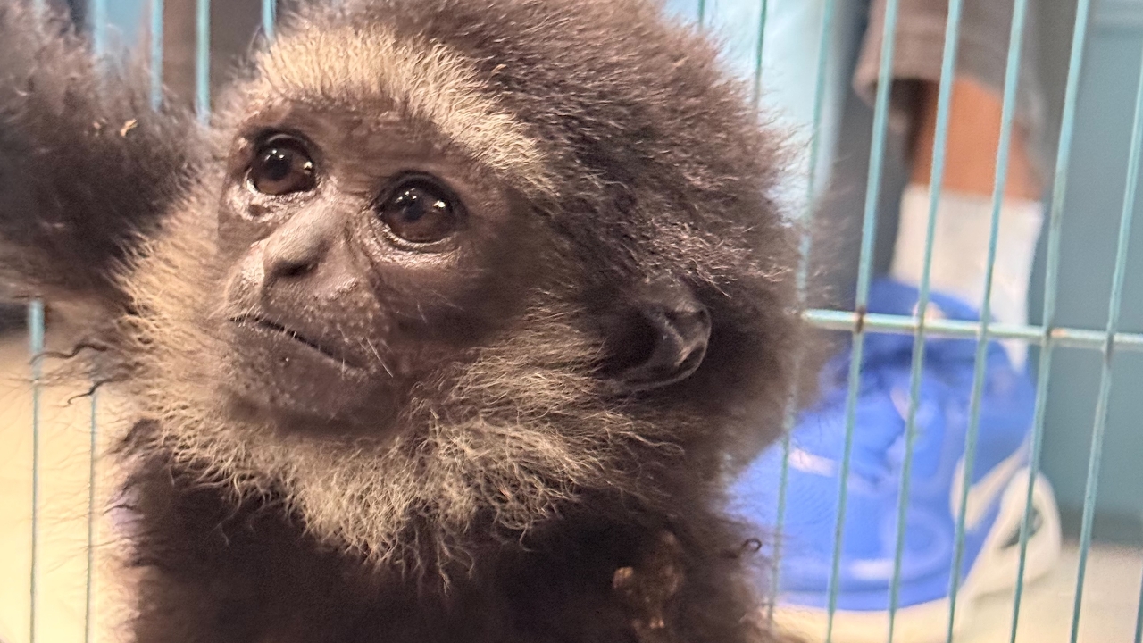 ศุลกากร รวบผู้โดยสารลอบขนสัตว์ป่ามีชีวิตออกนอกประเทศ มูลค่ากว่า 2 แสนบาท