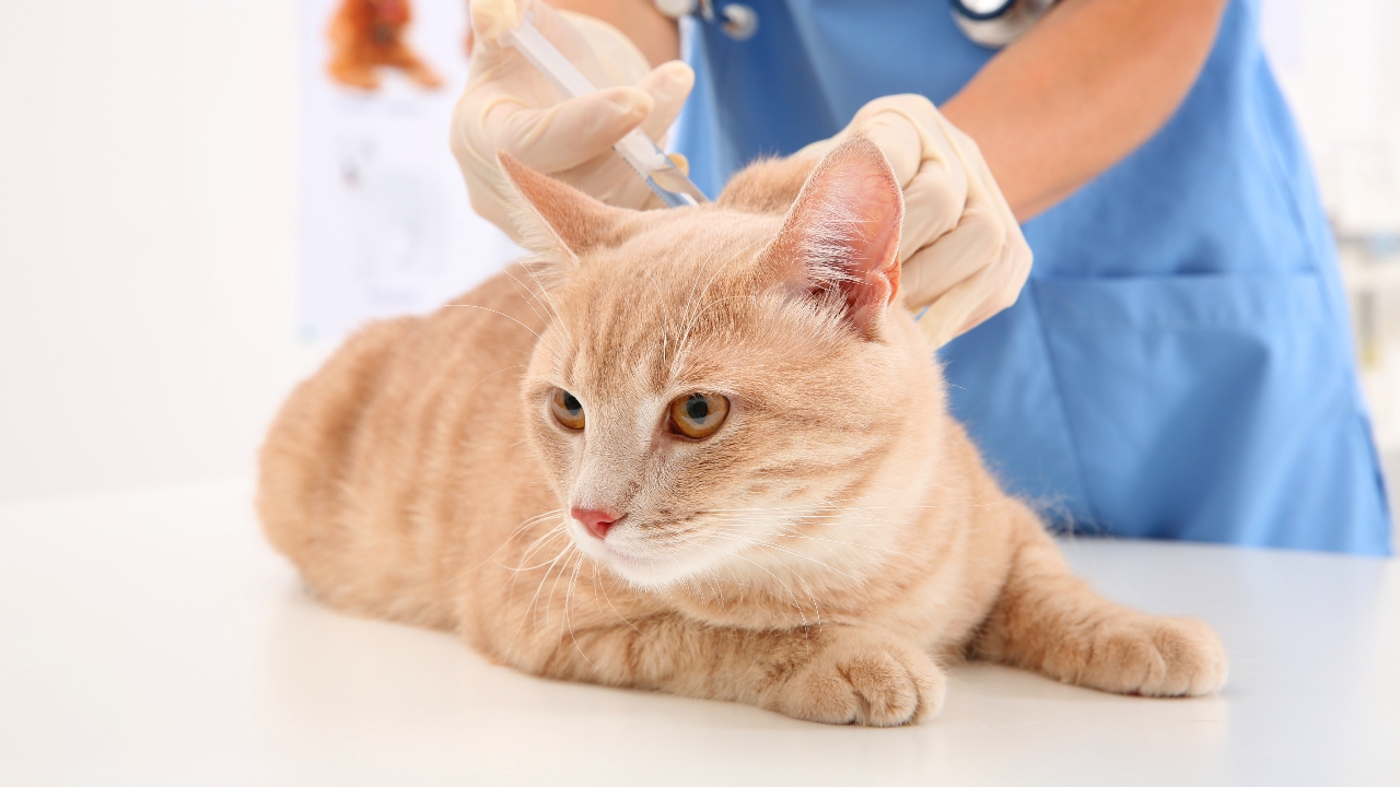 สตาร์ทอัพญี่ปุ่นยื่นขออนุมัติ "ยาแก้โรคไตวายเรื้อรัง"  ในแมว