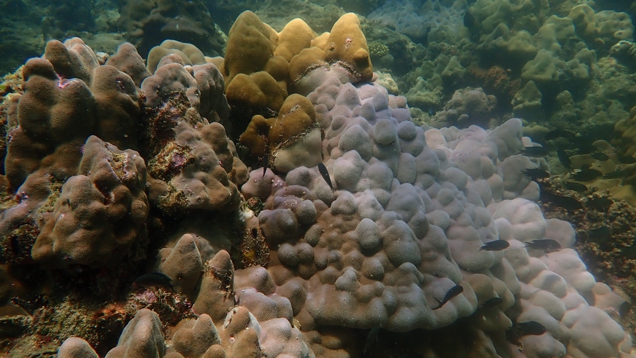 อุทยานฯ พบ "ปะการังฟอกขาว" กลับมาอีกครั้ง หลังอุณหภูมิน้ำพุ่ง 32 องศาฯ