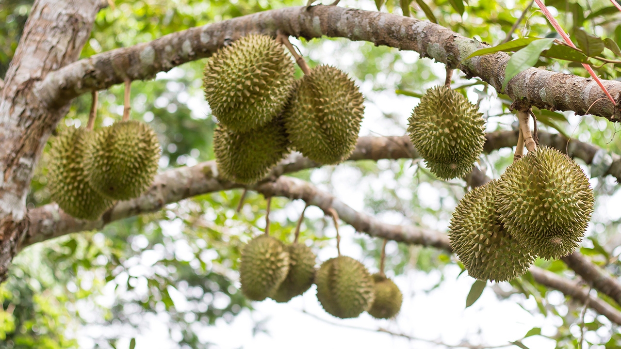 พาณิชย์แจงปม “ทุเรียนลูกละ 100 บาท” พิมรี่พาย ยันแค่โปรโมชันเกรดรอง