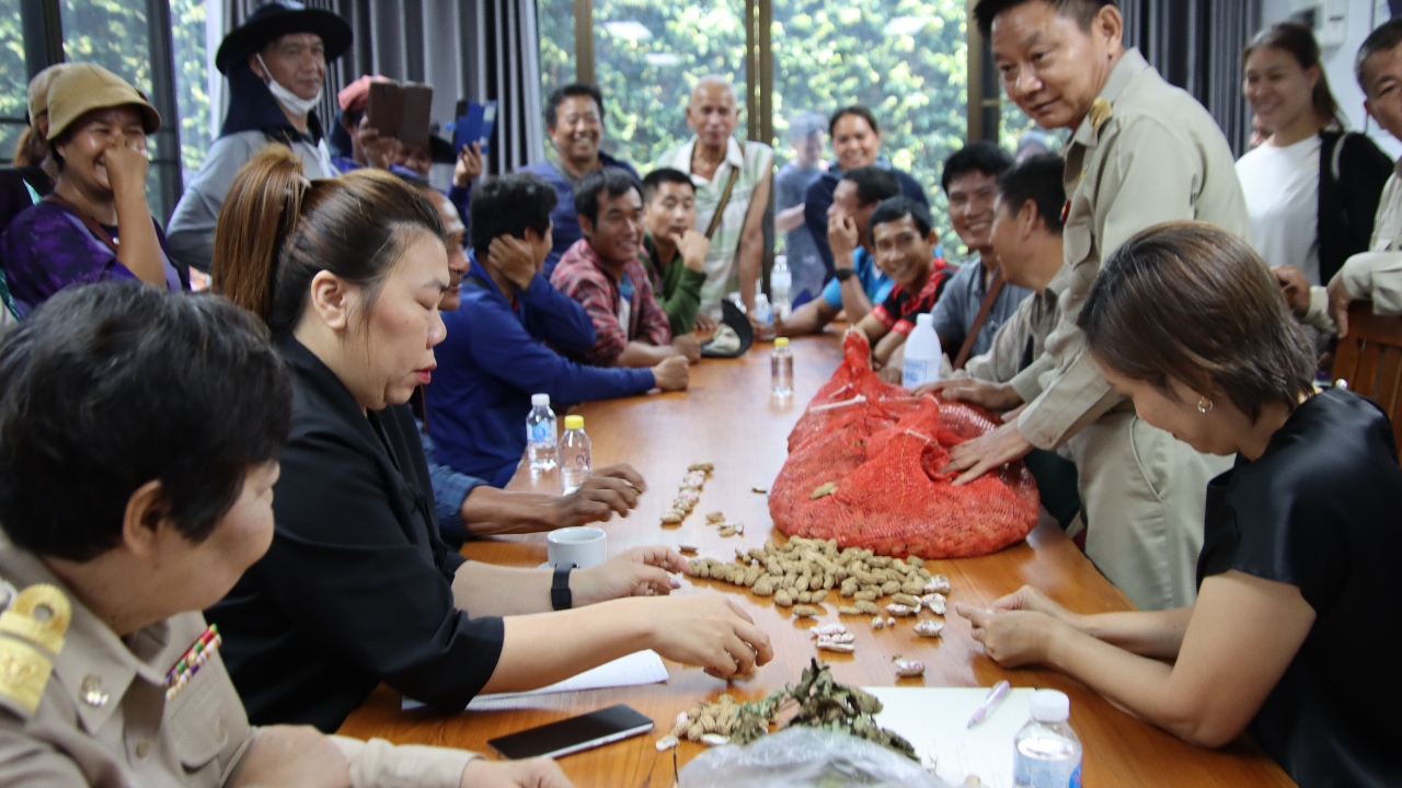 ชาวไร่ถั่วลายเสือ จ.แม่ฮ่องสอนกว่า 300 ราย ร้อง “สส.ปกรณ์” ถูกพ่อค้าต่างชาติกดราคา