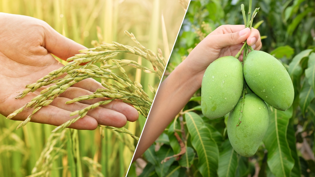 เชียงใหม่เตรียมส่งเสริมการขาย "ข้าวนาปรัง-มะม่วง" พืชเศรษฐกิจสำคัญออกสู่ตลาด