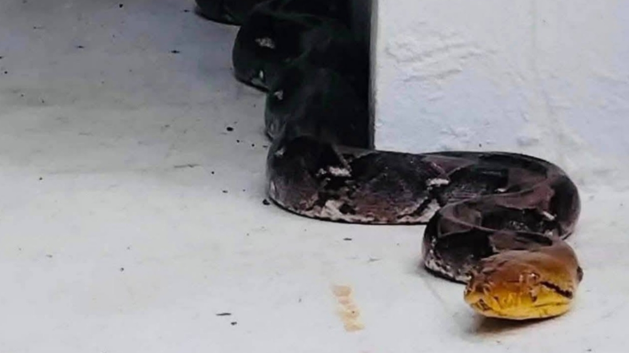 ส่องเลขเด็ด งูเหลือมยักษ์สองผัวเมีย เลื้อยขึ้นศาลพ่อปู่แม่ย่า ฮือฮาทั้งเกาะคำชะโนด