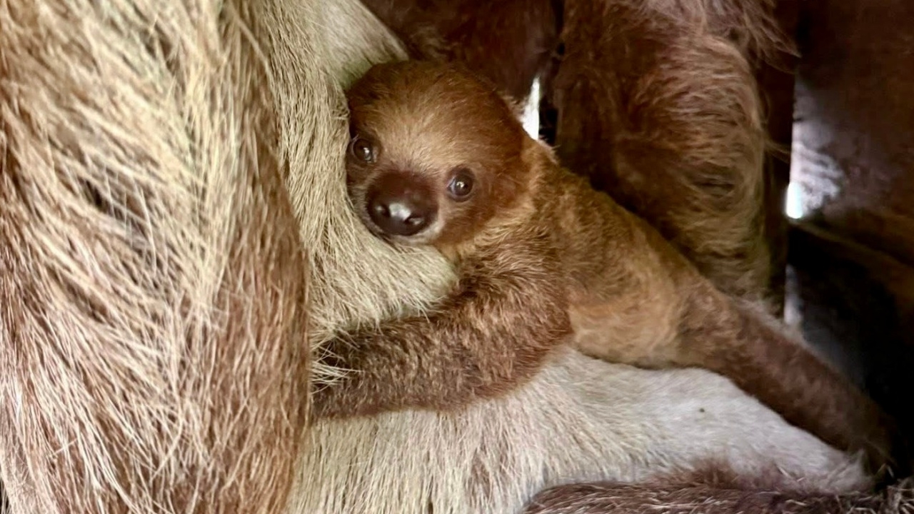 ได้ชื่อแล้ว "ลิตเติ้ลแฟลช" ลูกสล็อตสองนิ้ว ทายาทปู่แฟลช แห่งสวนสัตว์เปิดเขาเขียว