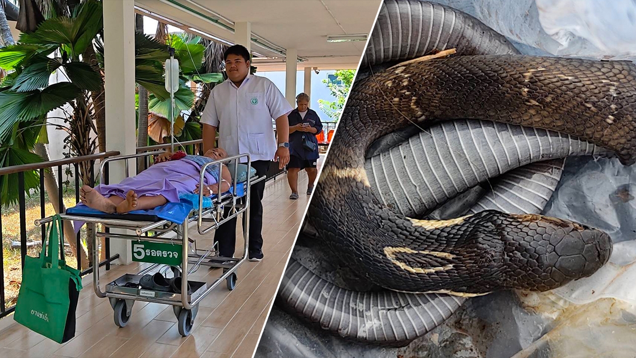 ป้าใจเด็ด งูเห่าเลื้อยฉกมือ คว้ามีดฟันไม่ยั้งจนตาย หิ้วซากให้หมอฉีดเซรุ่ม