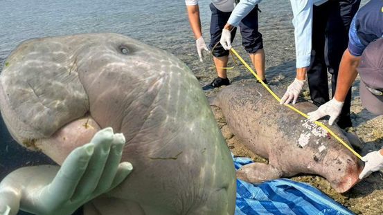 พะยูนสังเวยความเชื่อ นับถอยหลังสูญพันธุ์