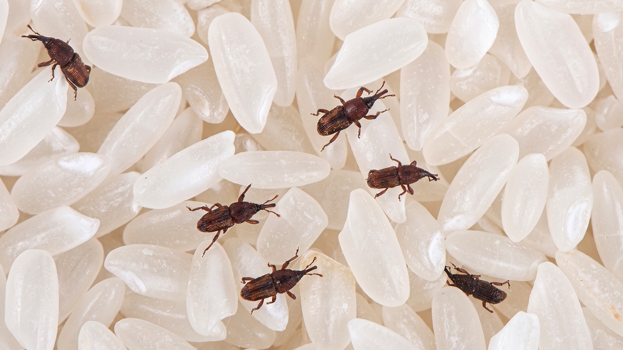 4 สมุนไพรก้นครัวไล่มอดในถังข้าวสาร ได้ผลจริง หาซื้อง่าย แถมราคาประหยัด