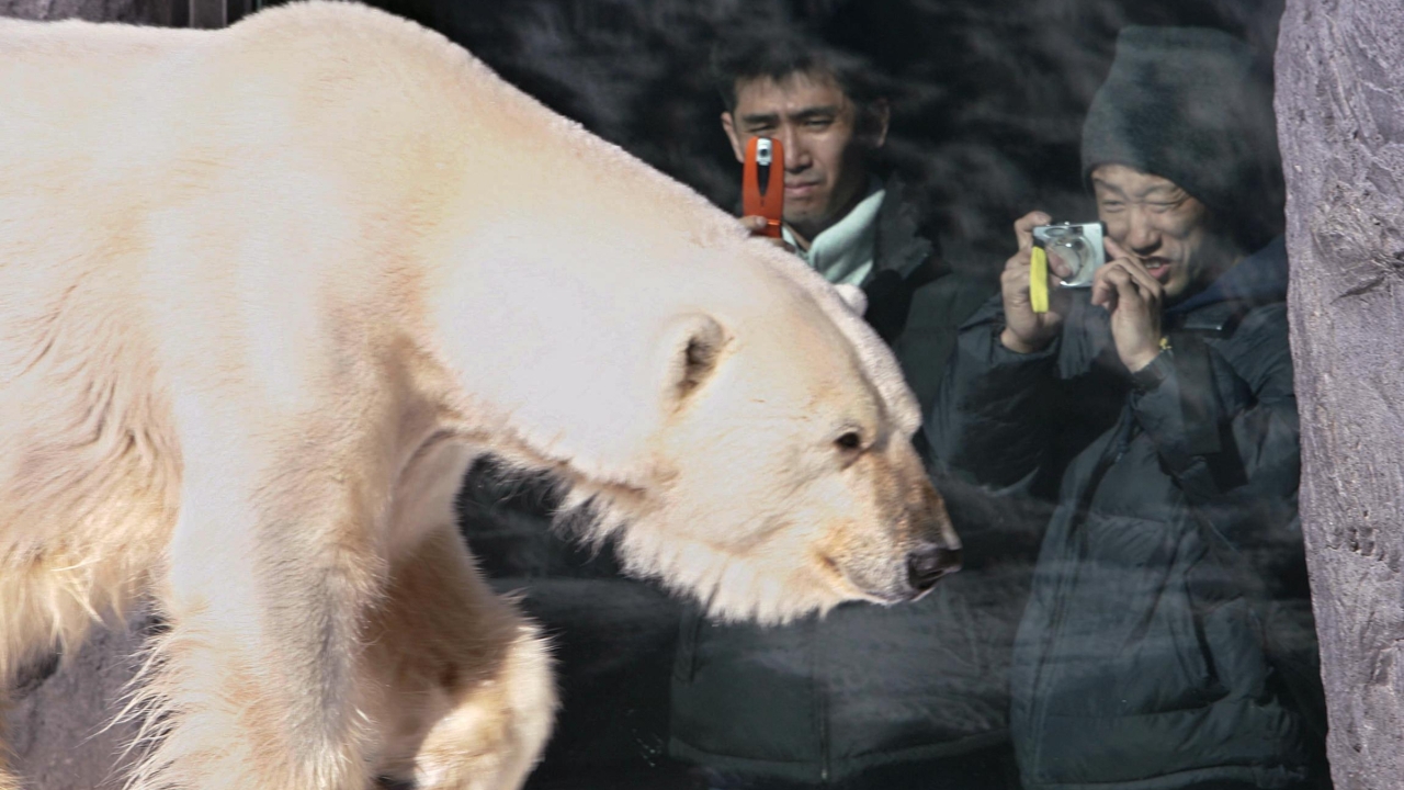 พนักงานสวนสัตว์ญี่ปุ่น นำศพภรรยาไปเผาในเตาเผาซากสัตว์