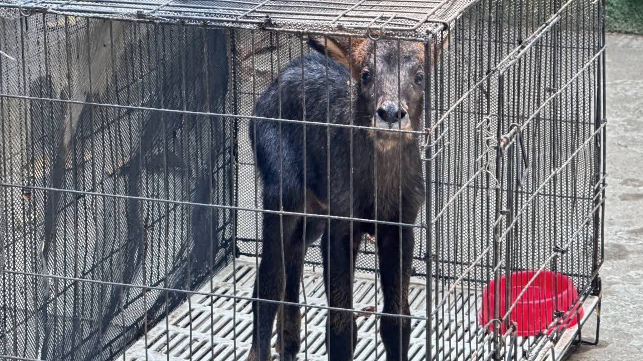 ชาวบ้านพบ "ลูกเลียงผา" หลงฝูง "อุทยานฯ ไทรโยค" เร่งรับตัวส่งอนุบาลก่อนคืนสู่ป่า