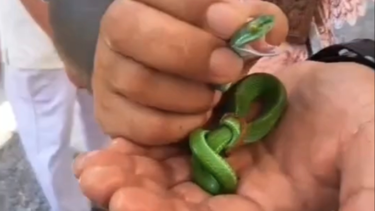 ส่องเลขเด็ด งูเขียวหางไหม้โผล่จากกะโหลกศพไร้ญาติ กลางพิธีล้างป่าช้า