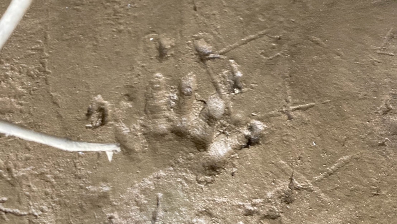 เร่งหาที่มา รอยเท้าปริศนา คล้าย “จระเข้” กลางเกาะแม่น้ำแม่กลอง