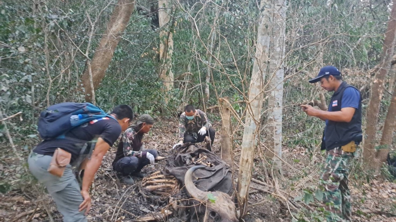 เร่งหาตัว "พรานป่า" ล่ากระทิง - จุดไฟเผาป่าแก่งกระจาน วอดเสียหายกว่า 1.1 หมื่นไร่