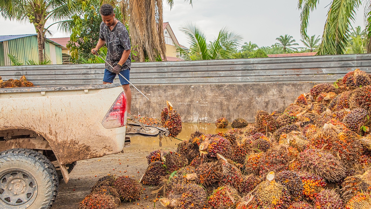 พาณิชย์สั่งลุยตรวจห่วงโซ่ "ปาล์มน้ำมัน" หลังชาวสวนร้องราคาตกต่ำ-บิดเบือนกลไกตลาด