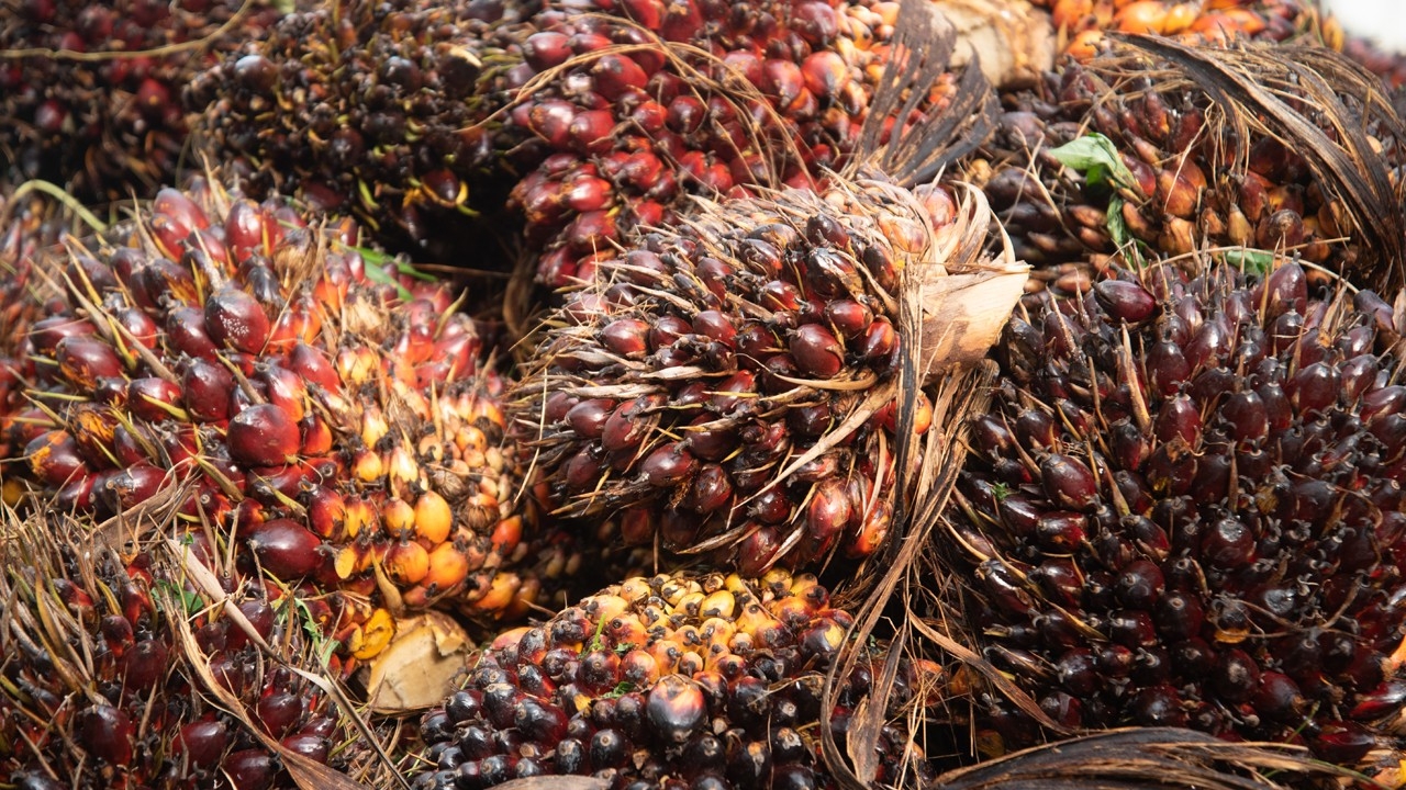 "พาณิชย์" สั่งตรวจเข้มราคารับซื้อปาล์มทั่วประเทศ หวั่นกดราคาเกษตรกร ดันใช้ไบโอดีเซลเพิ่ม