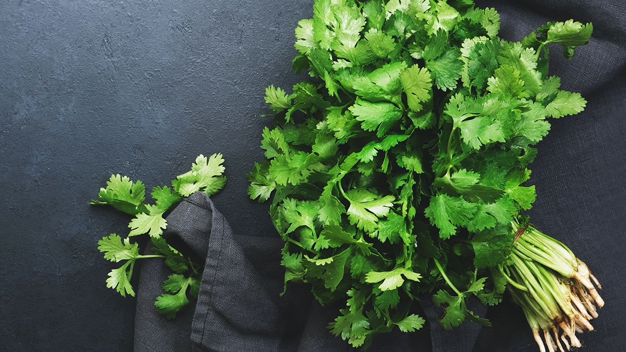เคล็ดลับ 3 วิธีเก็บผักชีให้อยู่ได้นาน เทคนิคเก็บผักชีในตู้เย็น ฉบับแม่บ้านมือโปร 