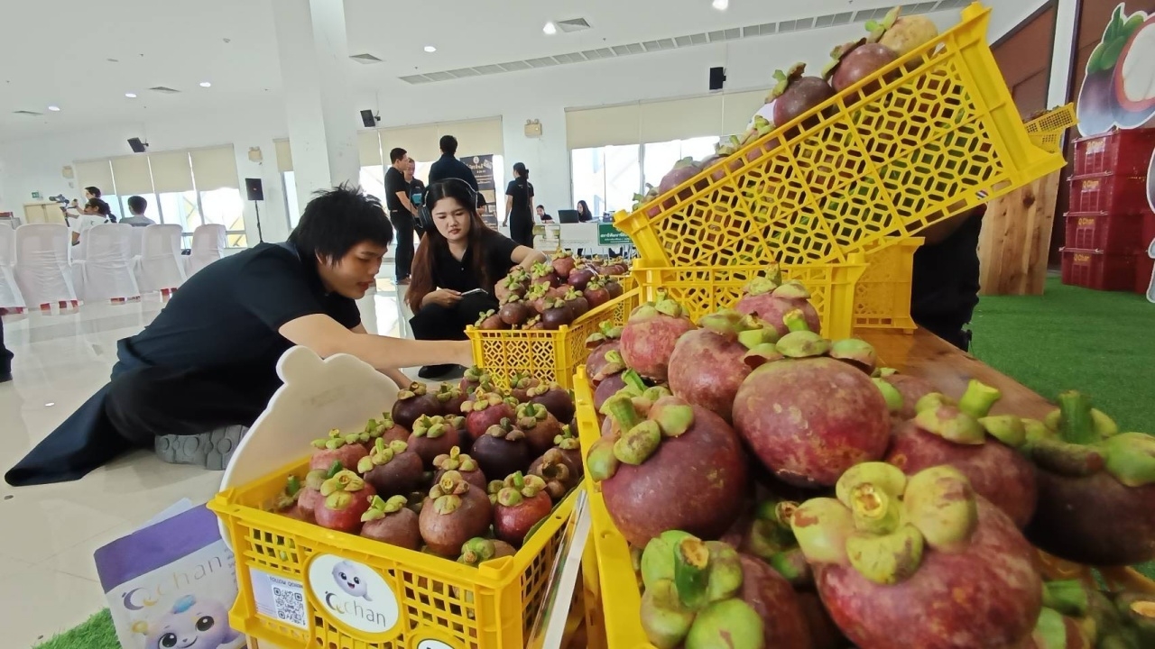 เร่งยกระดับมังคุด "ผิวดำ–ตกไซส์" ของดีชาวสวนจันทบุรี สู่ "มังคุดไทย" มาตรฐาน Q Chan
