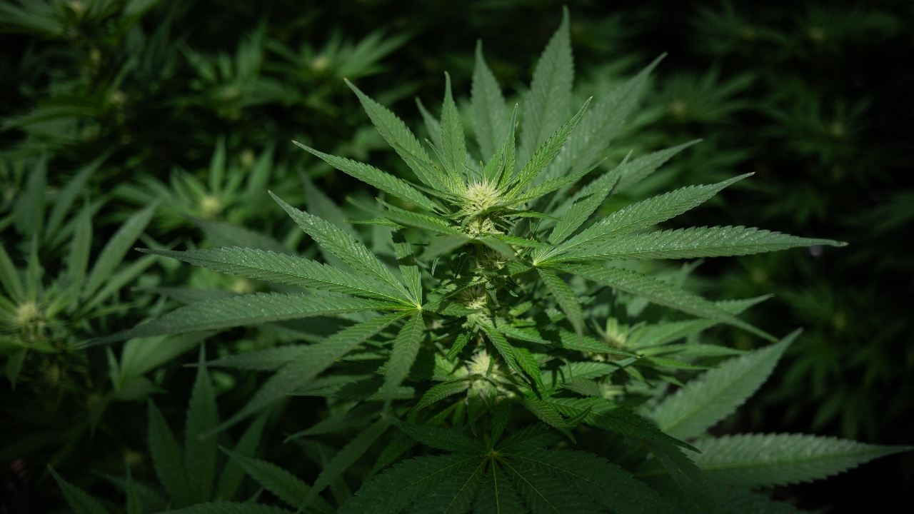 สหรัฐฯ ปรับสถานะ "กัญชา" พ้นกลุ่มยาเสพติดอันตรายร้ายแรง