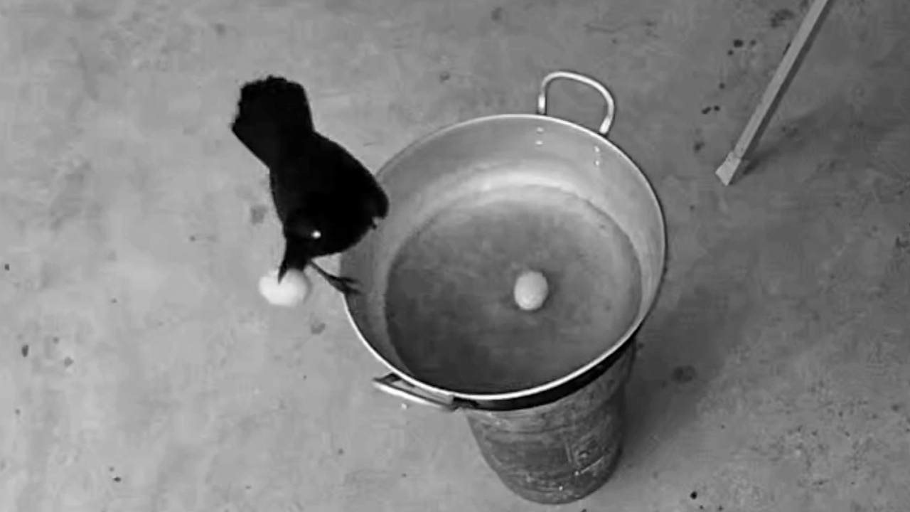 ครูหนุ่มสุดทน ถูกขโมย "ไข่ต้มยกแผง" ตั้งกล้องวงจรปิดจับโจร ที่แท้ไม่ใช่ฝีมือคน