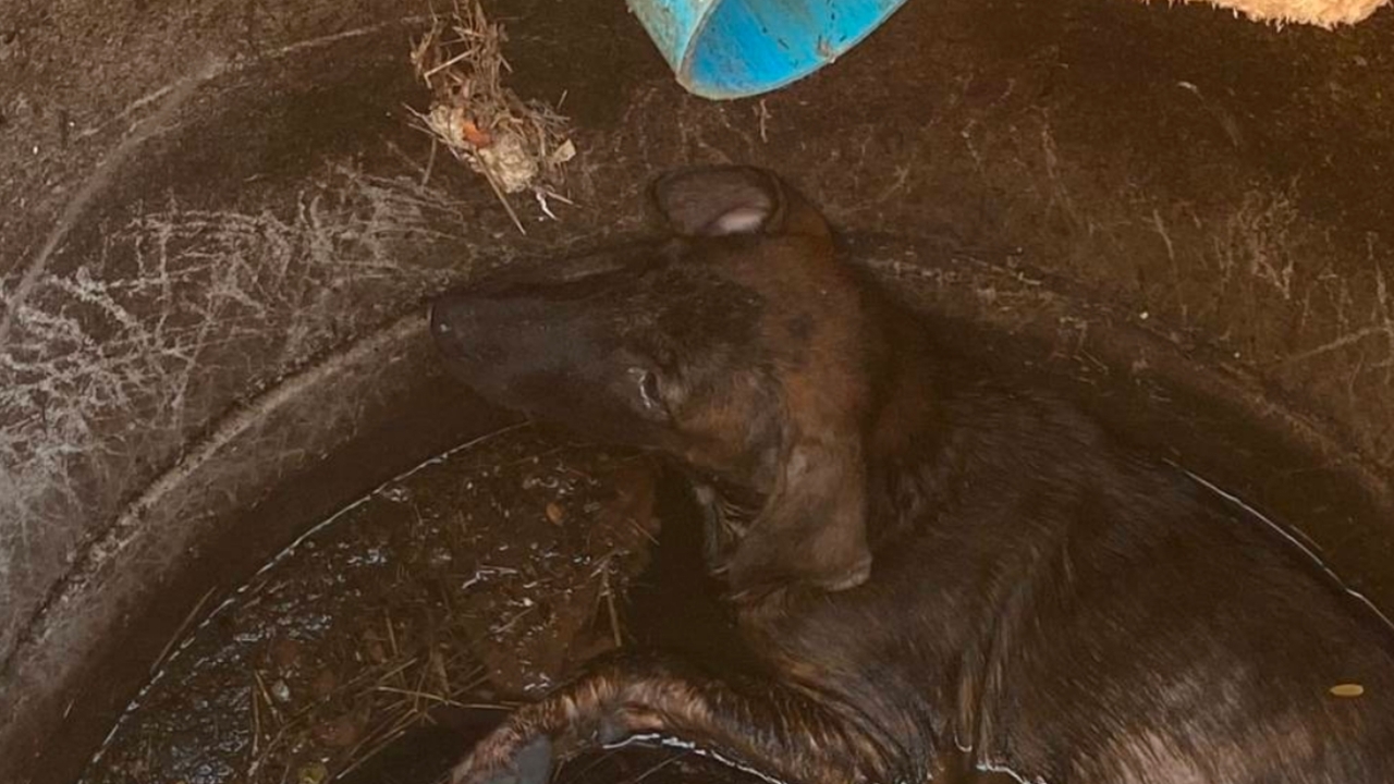 สลด หญิงวัย 67 โรยตัวลงบ่อเกรอะช่วยสุนัข สุดท้ายขาดอากาศหายใจเสียชีวิต