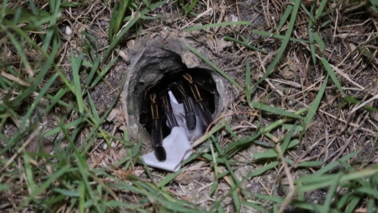 มาตามนัด ส่องเลขเด็ดเสี่ยงทาย “พญาบึ้ง” อ่างทอง ลุ้นโชคงวด 16/3/69