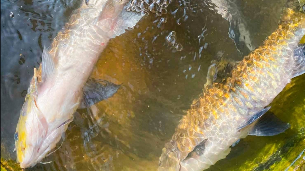 เตือนห้ามกินปลาในแม่น้ำลาง หลังพบตายเกลื่อน เร่งตรวจสอบหาสาเหตุ