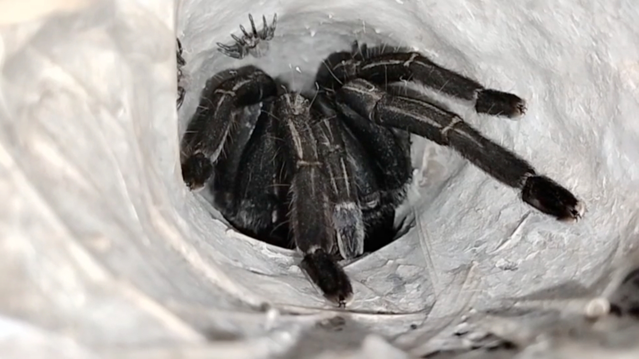 คอหวยฝ่าความมืด ทำพิธีขอเลขเด็ด “พญาบึ้ง” แม่ลูกอ่อน ลุ้นงวด 16/3/69