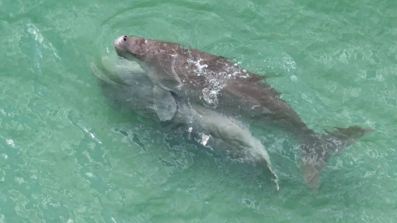 หาชมยาก เปิดนาที “พะยูน” ผสมพันธุ์ สะท้อนความอุดมสมบูรณ์ของทะเลตรัง