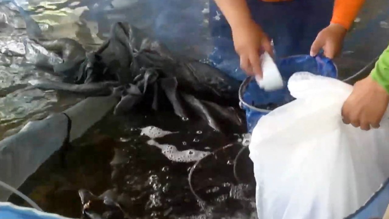 ศูนย์วิจัยและพัฒนาประมงน้ำจืดสกลนคร เพาะพันธุ์ "สัตว์น้ำ" แจกจ่ายแหล่งน้ำ 12 ล้านตัว