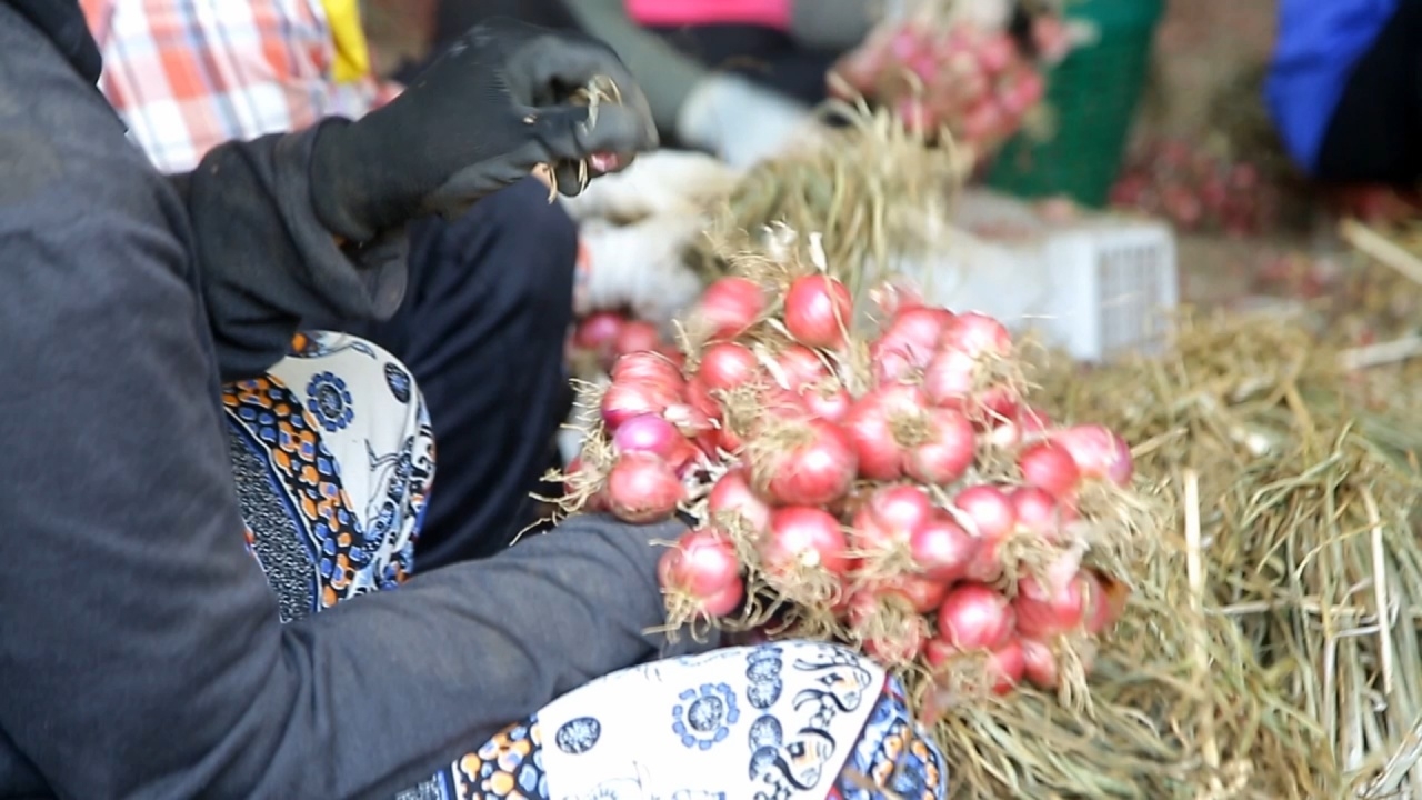 ชาวสวนหอมแดง จ.ลำพูน สุดท้อ ราคา "หอมแดง" ตกต่ำสุดในรอบ 10 ปี วอนรัฐเร่งช่วย
